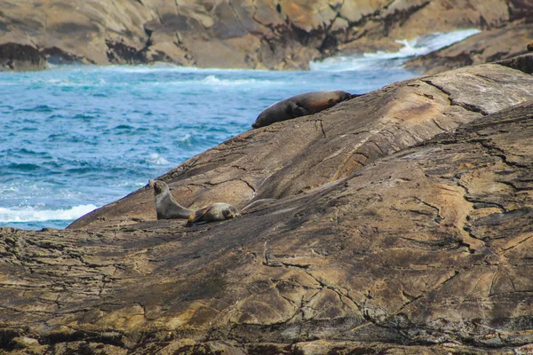 Sello en rocas en Doubtful Sound - Parque Nacional Fiordland, Isla Sur, Nueva Zelanda — Foto de Stock