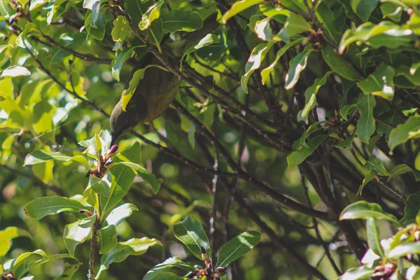 新西兰南岛南国米斯特莱托湖的新西兰钟鸟 — 图库照片
