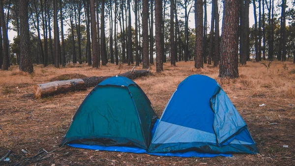 Vibraciones de camping, tiendas de campaña en un bosque en Australia Occidental — Foto de Stock