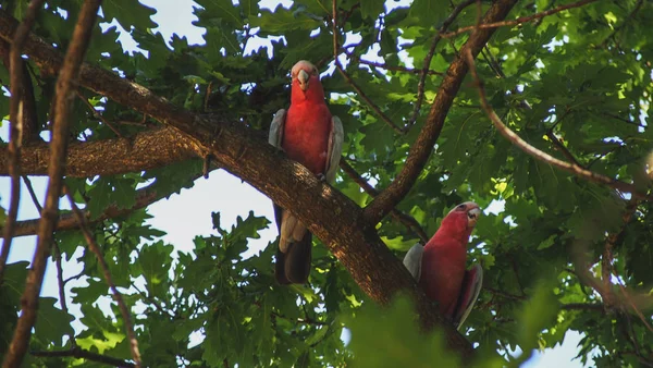 Galah Birds (een soort Cockatoo) zittend in boom in West-Australië — Stockfoto
