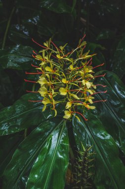 Conteira (Hedychium gardnerianum) Sao Miguel Adası, Azores, Portekiz yeşil ormanlarda büyüyen çiçekler