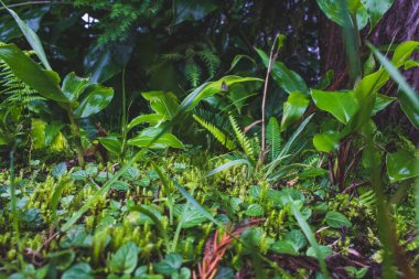Sao Miguel Adası' nda orman lık alanda yetişen yabani bitkiler, Azores, Portekiz