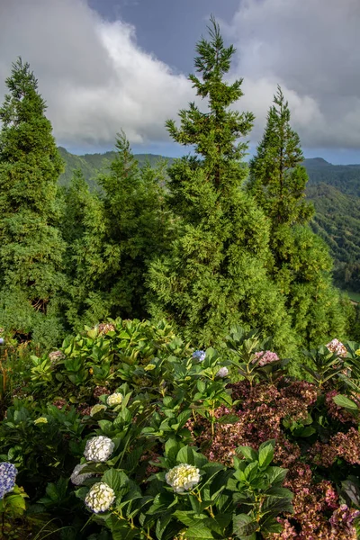Gröna barrträd och vilda blommor på Vista do Rei Viewpoint på en molnig dag, Sao Miguel Island, Azorerna, Portugal — Stockfoto