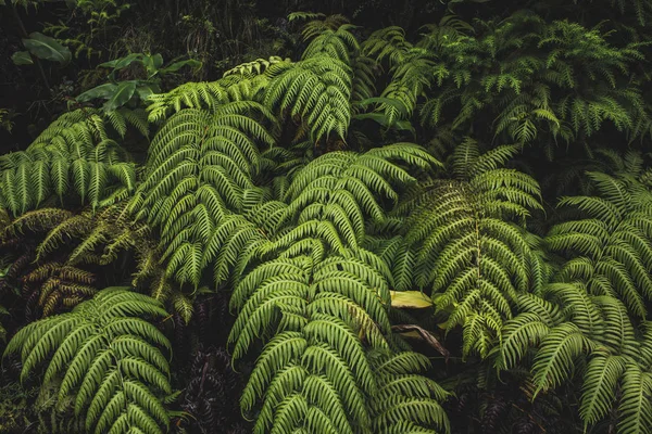 Sao Miguel Adası'nda bir ormanda yeşil eğrelti otu bitkiler, Azores, Portekiz — Stok fotoğraf