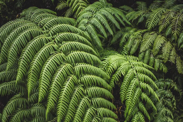 green fern plants in a forest on Sao Miguel Island, Azores, Portugal