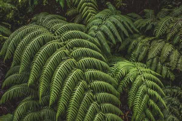 Green fern plants in a forest on Sao Miguel Island, Azores, Portugal — Stock Photo, Image