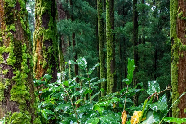 Green lush forest on the island of Sao Miguel, Azores, Portugal — Stock Photo, Image