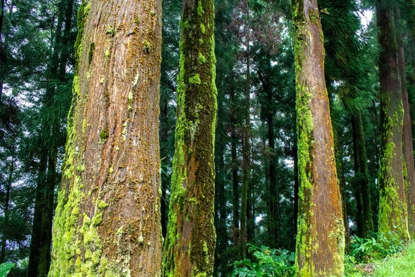 Zöld buja erdő a szigeten Sao Miguel, Azori-szigetek, Portugália — Stock Fotó