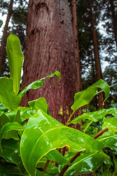 Verde lussureggiante foresta sull'isola di Sao Miguel, Azzorre, Portogallo — Foto Stock