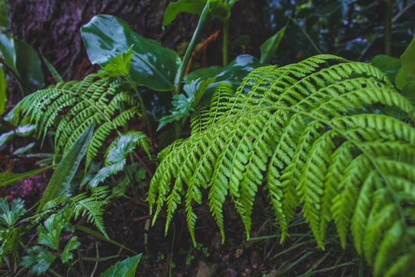 Дикие растения, растущие на лесной территории острова Сан-Мигель, Азорские острова, Португалия — стоковое фото