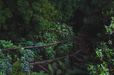 Sao Miguel adasında Lagoa Do Canario giden adımlar, Azores, Portekiz