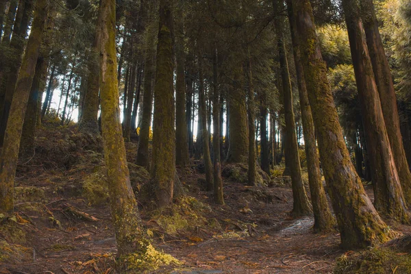 Verde lussureggiante foresta sull'isola di Sao Miguel, Azzorre, Portogallo — Foto Stock