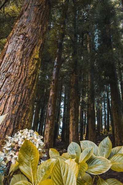 Verde lussureggiante foresta sull'isola di Sao Miguel, Azzorre, Portogallo — Foto Stock