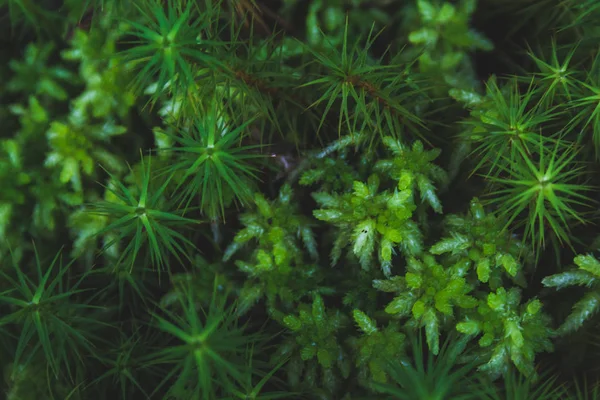 Exuberantes Plantas Verdes Suelo Forestal Isla Sao Miguel Azores Portugal — Foto de Stock