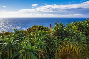 aloe vera bitkiler okyanus, Sao Miguel Adası, Azores, Portekiz yanındaki kayalıkların üstünde büyüyor