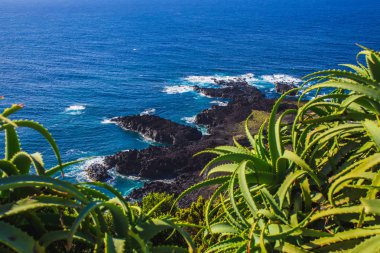 aloe vera bitkiler okyanus, Sao Miguel Adası, Azores, Portekiz yanındaki kayalıkların üstünde büyüyor