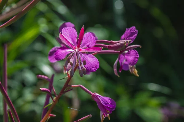 Розовые цветы Willowherb в Harz Mountains National Park, Германия — стоковое фото