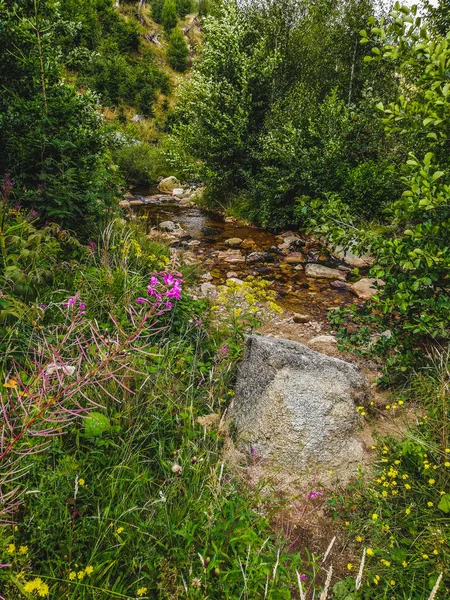 Rio Ilse que flui através da floresta no Parque Nacional das Montanhas Harz, Alemanha — Fotografia de Stock