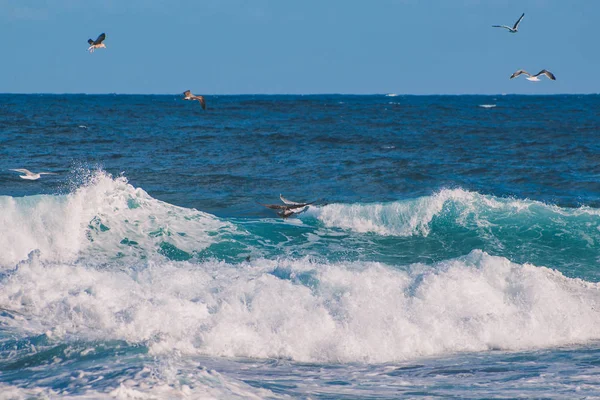 Uma colónia de gaivotas procura comida sobre o oceano ondulado dos Açores, Portugal — Fotografia de Stock