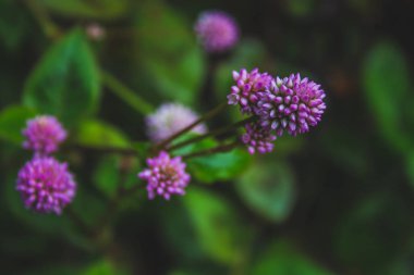 Sao Miguel Adası, Azores, Portekiz 'de orman zemininde yetişen küçük pembe çiçekler.