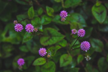 Sao Miguel Adası, Azores, Portekiz 'de orman zemininde yetişen küçük pembe çiçekler.