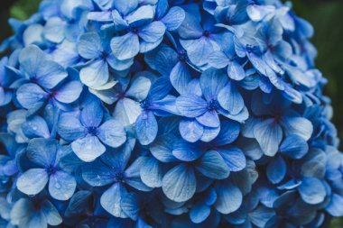 beautiful blue blooming hydrangeas on Sao Miguel Island, Azores, Portugal clipart