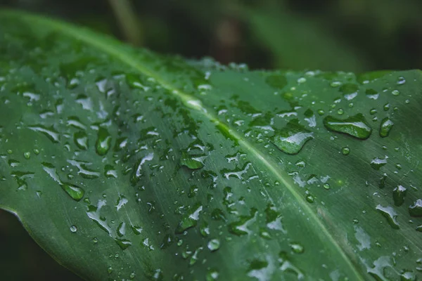 Ormandaki yeşil yaprakların tepesindeki yağmur damlalarına yakın çekim — Stok fotoğraf