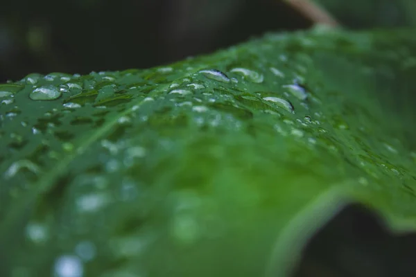 Primer plano de gotas de lluvia en la parte superior de hojas verdes en un bosque — Foto de Stock