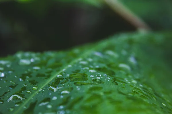 Primer plano de gotas de lluvia en la parte superior de hojas verdes en un bosque — Foto de Stock