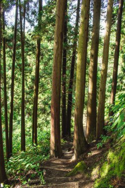 Park Natural da Ribeira dos Caldeiroes, Sao Miguel, Azores, Portekiz