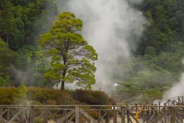 Furnas köyünde jeotermal aktivite, Sao Miguel, Azores, Portekiz