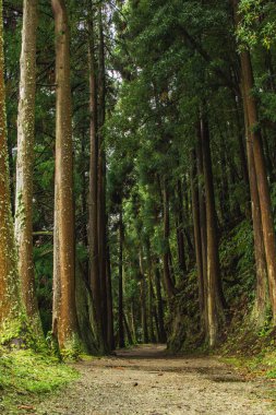 Sao Miguel Adası, Azores, Portekiz 'deki orman