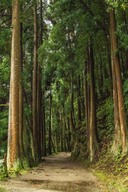 Sao Miguel Adası, Azores, Portekiz 'deki orman
