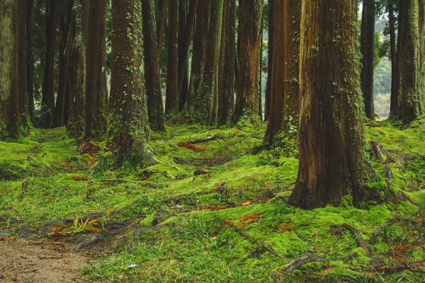 Мистическая зеленая лесная почва с корнями на Сао Фалуэл, Азорские острова, Португалия — стоковое фото