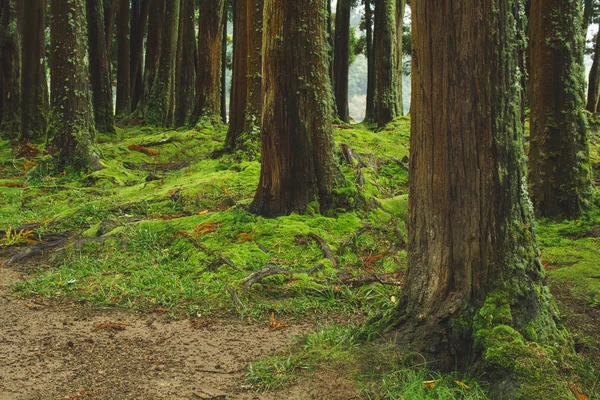 Mystic green forest ground with roots on Sao Miguel, Azory, Portugalia — Zdjęcie stockowe