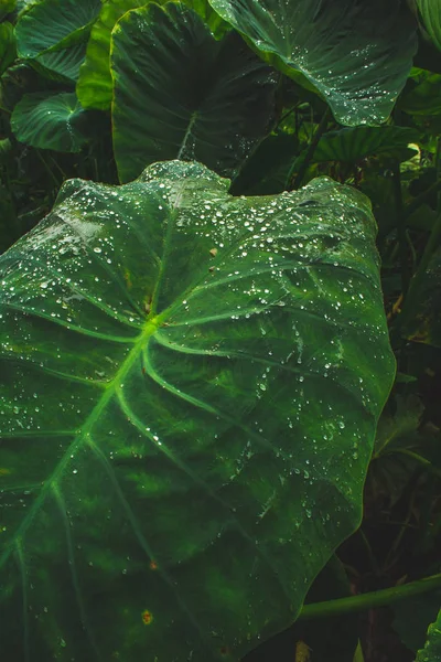 Enormes hojas de planta de agua en la isla de Sao Miguel, Azores, Portugal — Foto de Stock