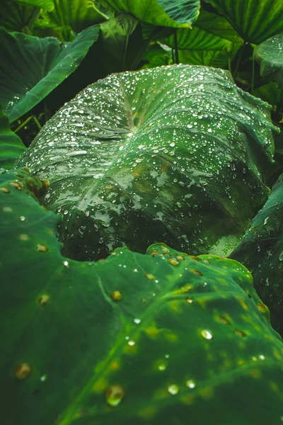 Enorme bladeren van waterplanten op het eiland Sao Miguel, Azoren, Portugal — Stockfoto