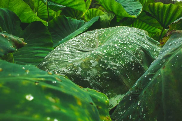 Enormes hojas de planta de agua en la isla de Sao Miguel, Azores, Portugal — Foto de Stock
