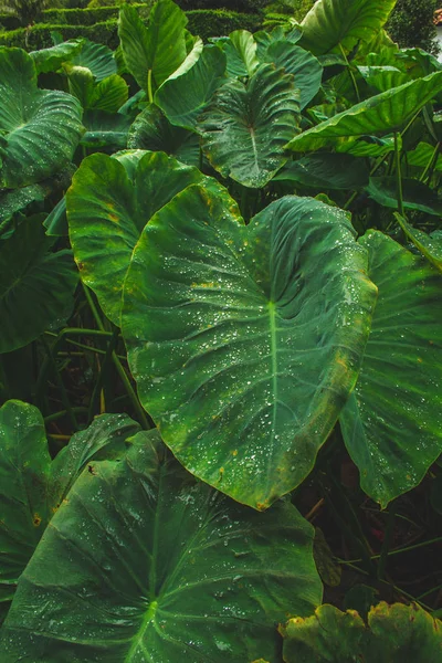 Πελώρια φύλλα υδρόβιων φυτών στο νησί Sao Miguel, Αζόρες, Πορτογαλία — Φωτογραφία Αρχείου