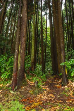 Sao Miguel Adası, Azores, Portekiz 'deki orman