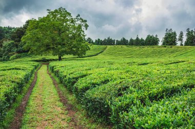 Portekiz, Azores, Sao Miguel adasındaki Cha Gorreana çay çiftliği.