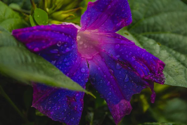 Purple flower of tea plant at Cha Gorreana tea plantation on the island of Sao Miguel, Azores, Portugal — Stock Photo, Image