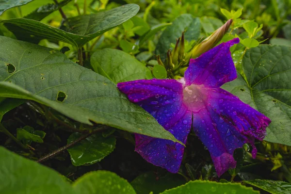 Фиолетовый цветок чайного растения на чайной плантации Ча Горреана на острове Сао Фажуэль, Азорские острова, Португалия — стоковое фото