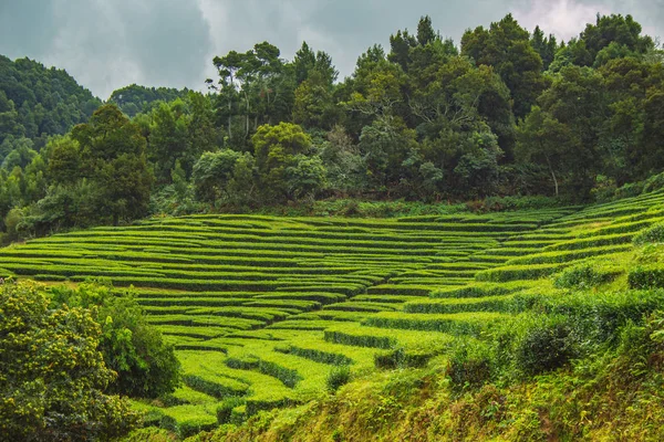 Cha Gorreana tea plantation on the island of Sao Miguel, Azores, Portugal — Stock Photo, Image