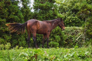 Sao Miguel Adası, Azores, Portekiz 'de çayırdaki tek at.