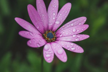 güzel açık pembe afrikalı papatya çiçeği çiçeğinin üzerine su damlaları düşer.