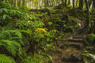 Portekiz, Azores, Sao Miguel adasındaki tropik yağmur ormanları