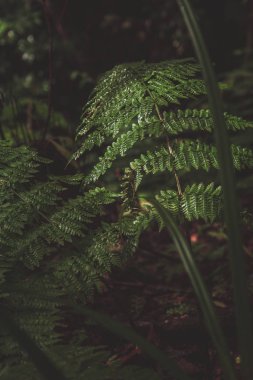 Portekiz, Azores 'deki tropikal yağmur ormanlarında eğreltiotu bitkileri.