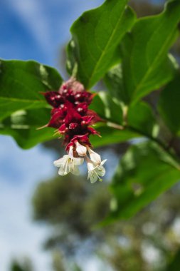 Sao Miguel, Azores, Portekiz 'de bir ağaçta yetişen güzel tropikal çiçekler.
