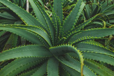 Sao Miguel adasındaki yeşil aloe vera bitkileri, Azores, Portekiz
